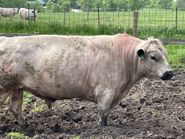 2 American Fullblood British White Bulls for sale in Minnesota!