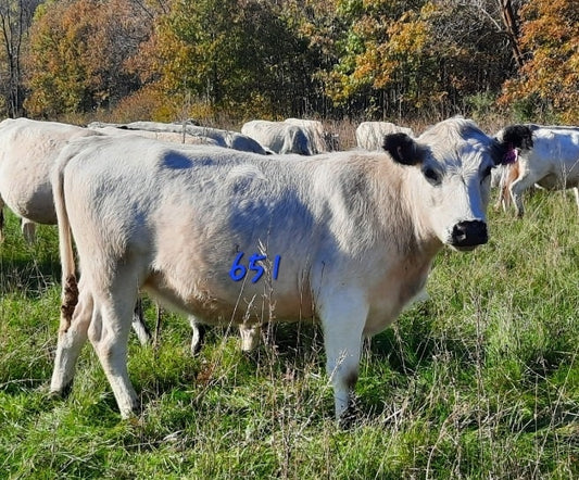 Yearling non-exposed Heifers
