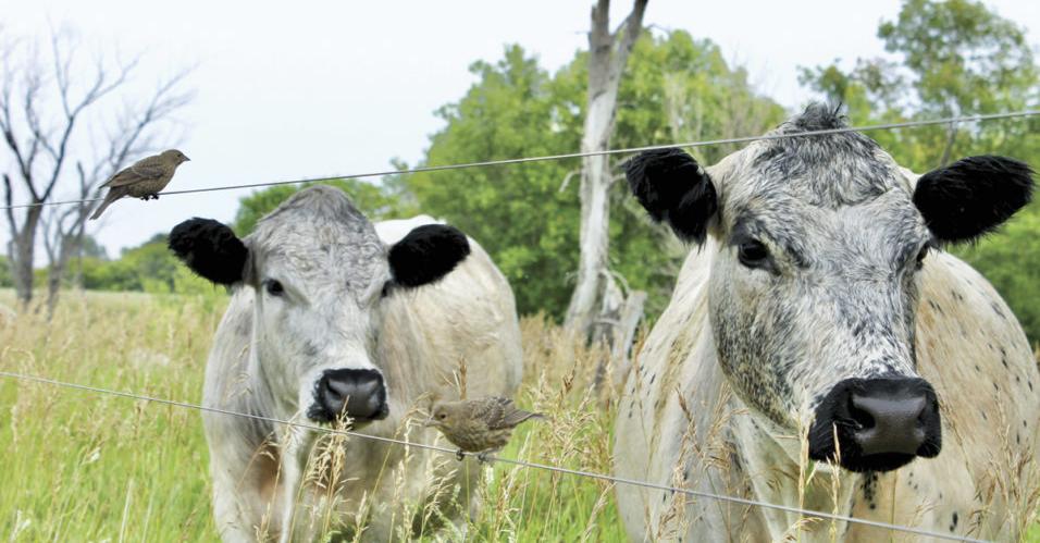 Progressive Cattlemen Features British White Cattle