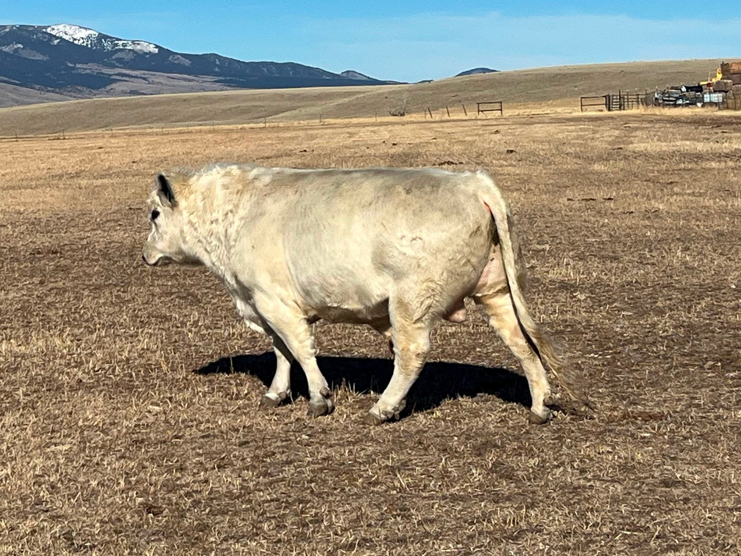 For Sale: Wentzel Whites Luke BULL