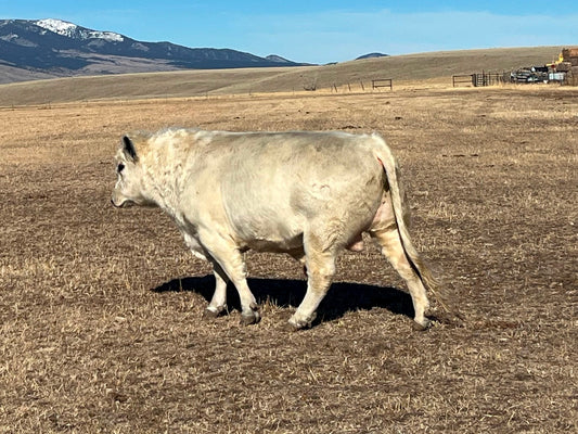 For Sale: Wentzel Whites Luke BULL