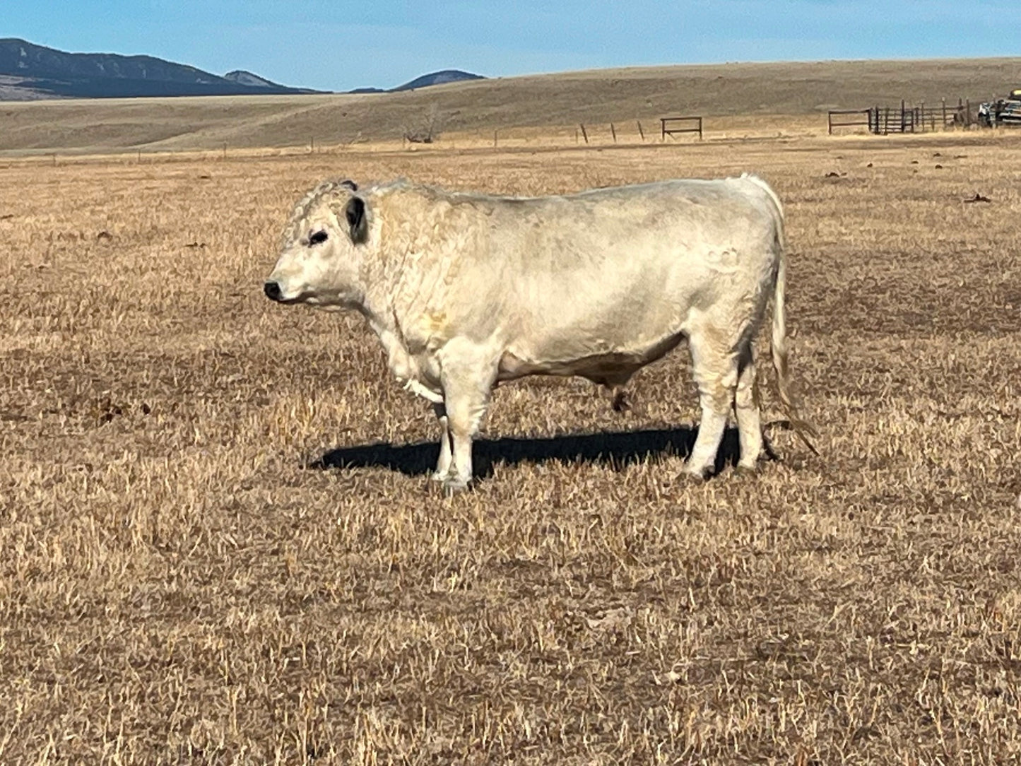 For Sale: Wentzel Whites Luke BULL