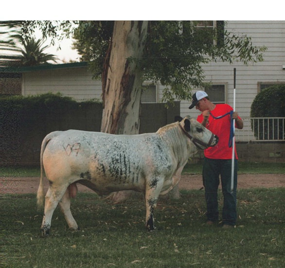 National Champion Bull for Sale