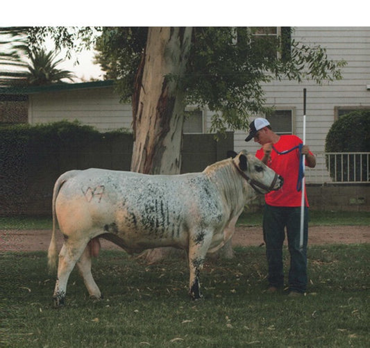 National Champion Bull for Sale