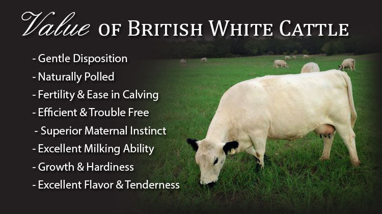 Welcome to the British White Cattle Association – British White Cattle ...
